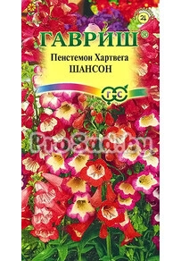 Пенстемон Хартвега Шансон