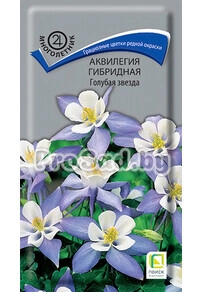 Аквилегия гибридная Голубая звезда