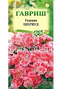 Годеция махровая Шервуд