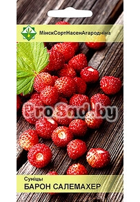 Земляника ремонтантная Барон Солемахер (Германия)