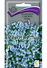 Незабудка садовая Голубая