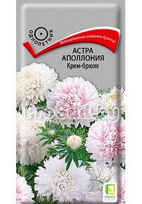Астра Аполлония Крем-брюле
