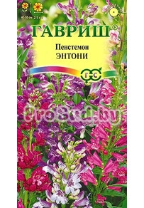 Пенстемон Энтони, смесь