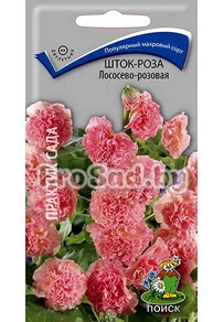Шток-роза Лососево-розовая
