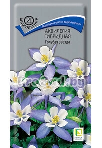 Аквилегия гибридная Голубая звезда