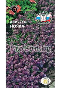 Алиссум Ночка(морской)