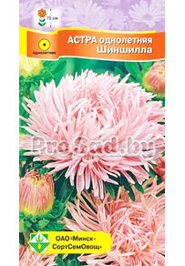 Астра Краллен Шиншилла
