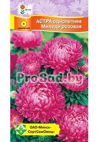 Астра Миледи розовая