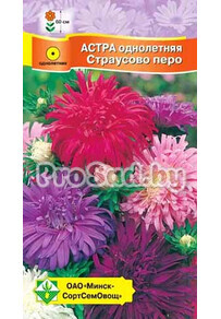Астра Страусово перо, смесь
