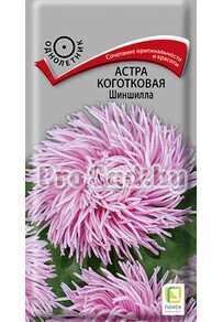 Астра Коготковая Шиншилла