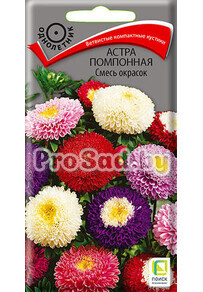 Астра помпонная Смесь окрасок