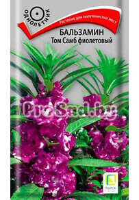 Бальзамин Том Самб фиолетовый