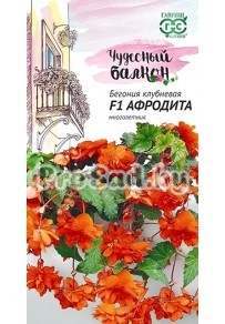 Бегония ампельная Афродита