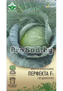 Капуста белокочанная F1 Перфекта