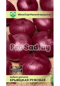Лук репчатый Крывіцкі ружовы / Кривичский розовый