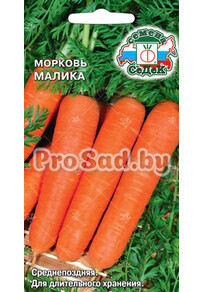 Морковь Малика