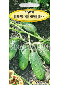 Огурец F1 Белорусский корнишон