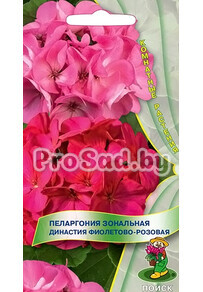 Пеларгония зональная Династия Фиолетово-розовая
