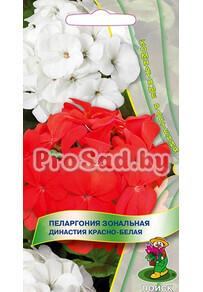 Пеларгония зональная Династия Красно-белая
