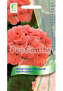 Пеларгония зональная Люстра салмон