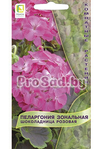 Пеларгония зональная Шоколадница Розовая