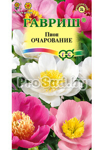 Пион молочноцветковый Очарование