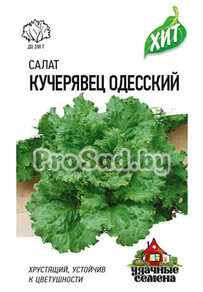 Салат Кучерявец Одесский