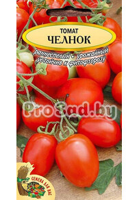Томат Челнок (Польша)