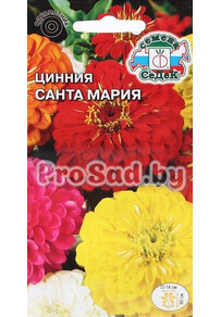 Цинния Санта-Мария