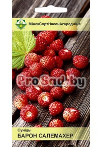 Земляника ремонтантная Барон Солемахер (Германия)