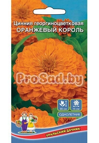 Цинния георгиноцветковая Оранжевый король