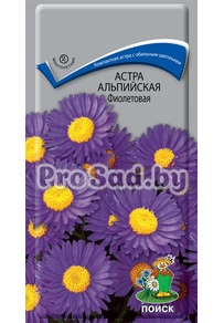 Астра альпийская Фиолетовая