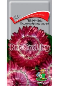 Гелихризум Королевский размер Красный