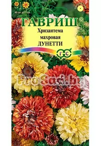 Хризантема махровая Дунетти