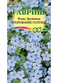 Флокс друммонда Очарование голубое