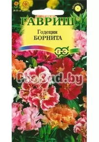 Годеция Борнита (смесь низкорослых сортов)