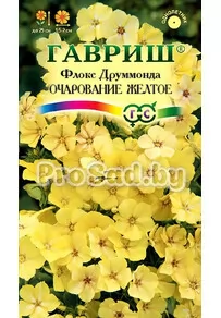 Флокс друммонда Очарование жёлтое