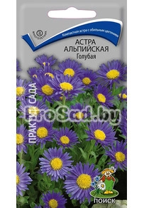 Астра альпийская Голубая