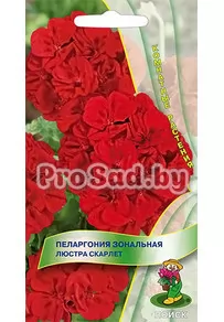 Пеларгония зональная Люстра скарлет