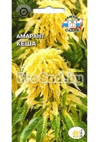 Амарант Кеша
