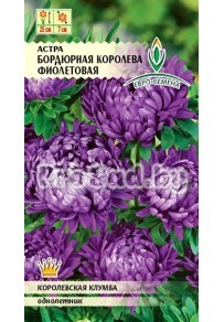 Астра бордюрная Королева Фиолетовая