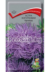 Астра коготковая Картейзер