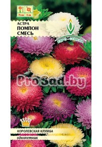 Астра Помпон, смесь