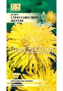 Астра Страусово перо Жёлтая