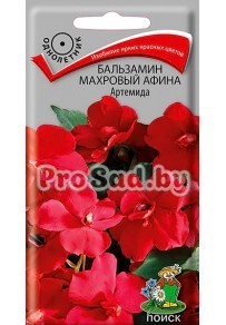 Бальзамин махровый Афина Артемида