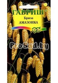 Бриза большая, трясунка Амазонка
