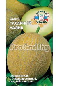 Дыня Сахарный налив