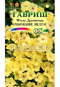Флокс друммонда Очарование жёлтое