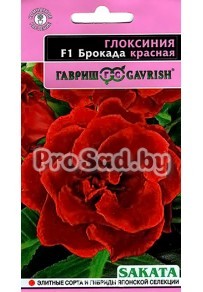 Глоксиния F1 Брокада Красная (Япония)