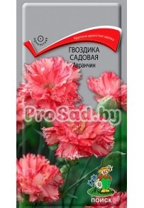 Гвоздика садовая Авранчин